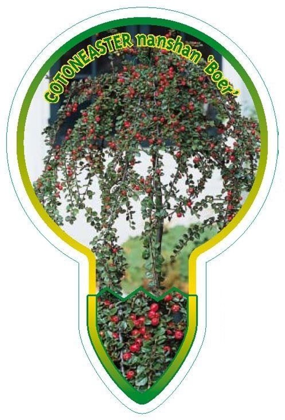 Cotoneaster nanshan 'Boer' - 80 CM Stem C5